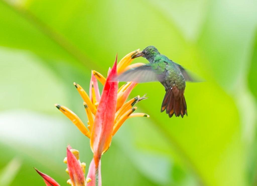 Hotel Catarata Rio Celeste ビハグア エクステリア 写真