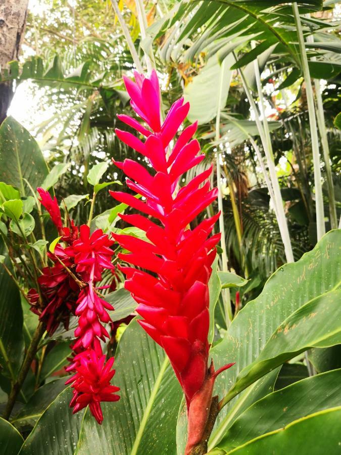 Hotel Catarata Rio Celeste ビハグア エクステリア 写真