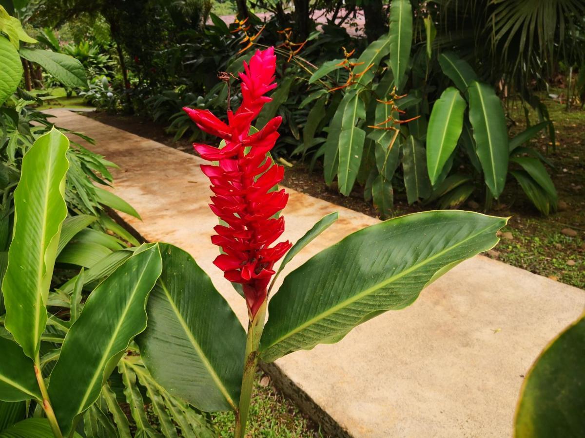 Hotel Catarata Rio Celeste ビハグア エクステリア 写真
